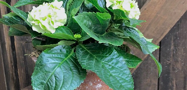 Lucie Mason Flowers potted hydrangea in a rustic pot