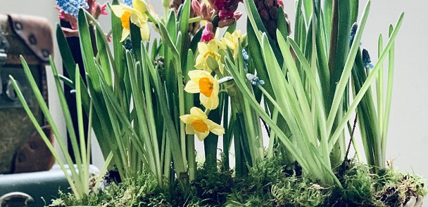 Lucie Mason Flowers springtime basket growing gift