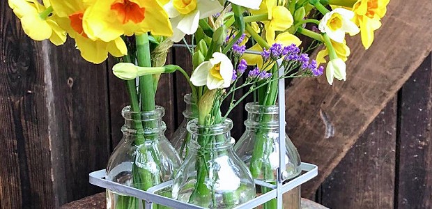 Lucie Mason Flowers Simply Daffodils British-grown daffodils in a flower wrap